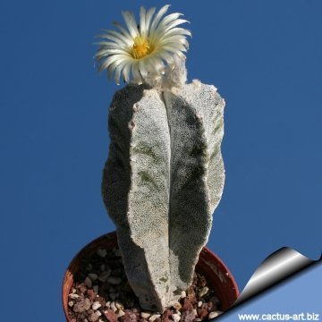 15085 cactus-art Cactus Art