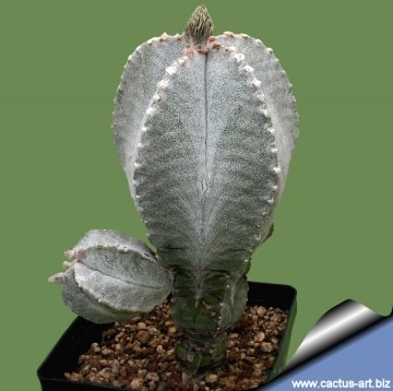 15089 cactus-art Cactus Art