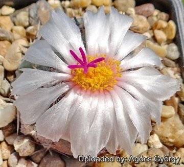 25796 agocs Agócs György