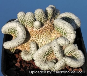 10518 valentino Valentino Vallicelli