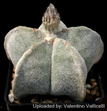 15012 valentino Valentino Vallicelli