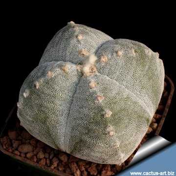 15014 cactus-art Cactus Art