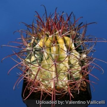 10650 valentino Valentino Vallicelli