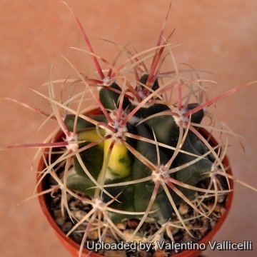 10651 valentino Valentino Vallicelli