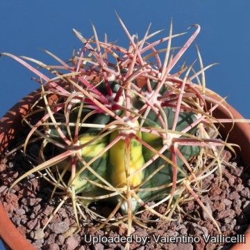 10652 valentino Valentino Vallicelli