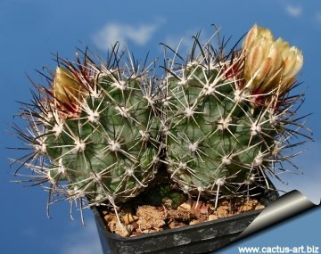 11148 cactus-art Cactus Art