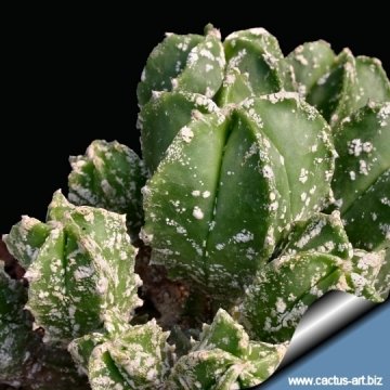 9108 cactus-art Cactus Art