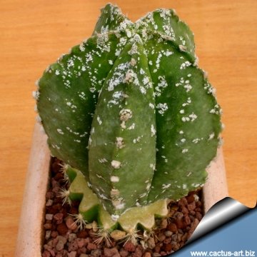 9110 cactus-art Cactus Art