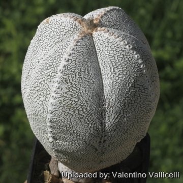 16925 valentino Valentino Vallicelli