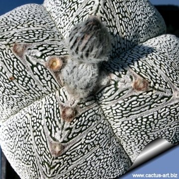 4273 cactus-art Cactus Art