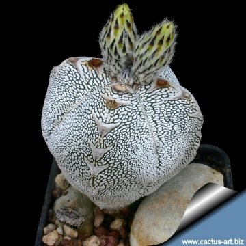 4274 cactus-art Cactus Art