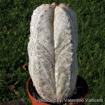 6736 valentino Valentino Vallicelli