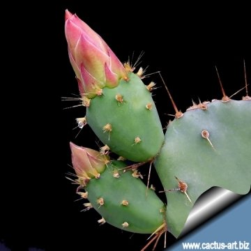11593 cactus-art Cactus Art