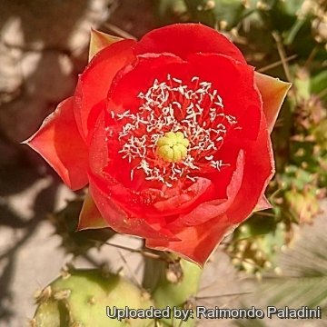27727 RapCactus Raimondo Paladini