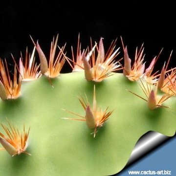 11602 cactus-art Cactus Art