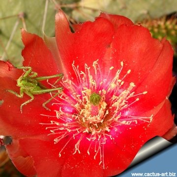 11599 cactus-art Cactus Art