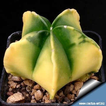 4127 cactus-art Cactus Art