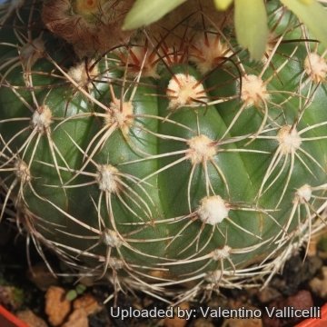 17754 valentino Valentino Vallicelli