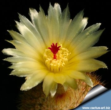 11623 cactus-art Cactus Art