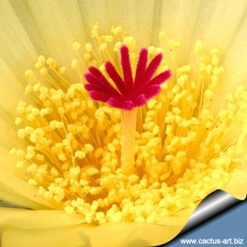 11677 cactus-art Cactus Art