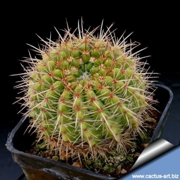 11679 cactus-art Cactus Art