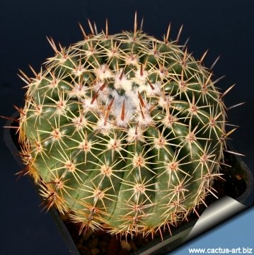 11675 cactus-art Cactus Art