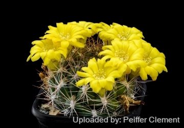 30714 cpif Peiffer Clement