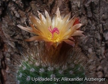 27778 alexander Alexander Arzberger