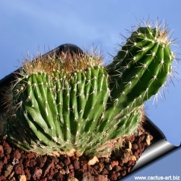 11805 cactus-art Cactus Art