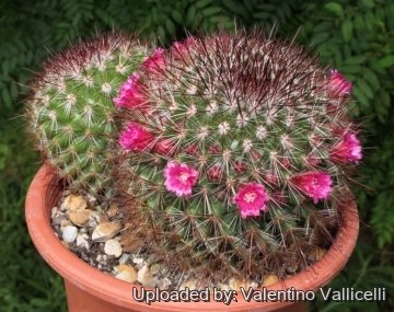 11965 valentino Valentino Vallicelli