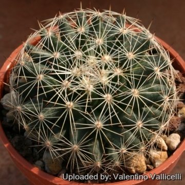 12161 valentino Valentino Vallicelli