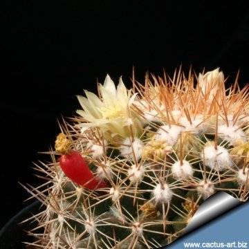 12166 cactus-art Cactus Art