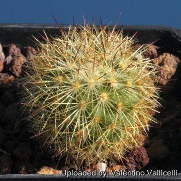 24471 valentino Valentino Vallicelli