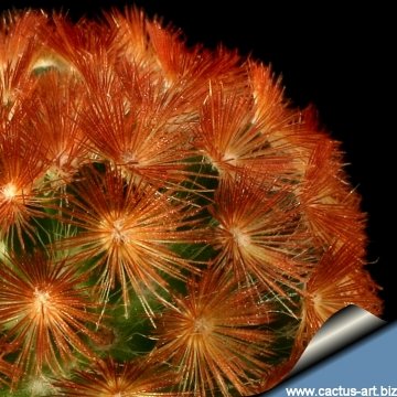 12238 cactus-art Cactus Art