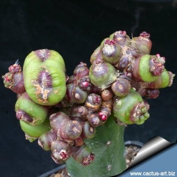 12258 cactus-art Cactus Art