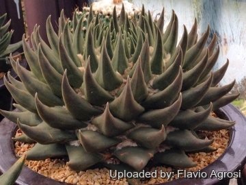 22486 flavio Flavio Agrosi