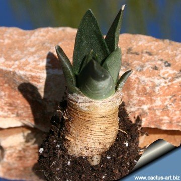 942 cactus-art Cactus Art