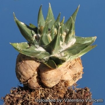 10473 valentino Valentino Vallicelli