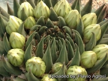 21704 flavio Flavio Agrosi