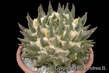 928 andrea Andrea B.