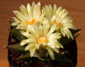 933 valentino Valentino Vallicelli