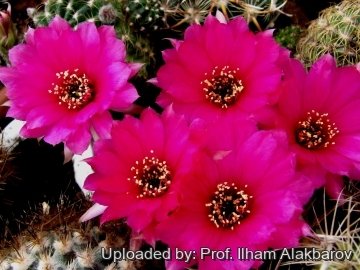 26109 Ilham Prof. Ilham Alakbarov