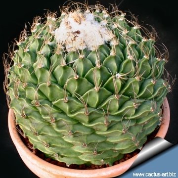 9250 cactus-art Cactus Art