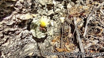 26740 agocs Agócs György