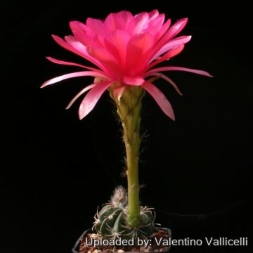 12372 valentino Valentino Vallicelli