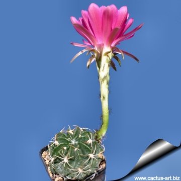 12375 cactus-art Cactus Art