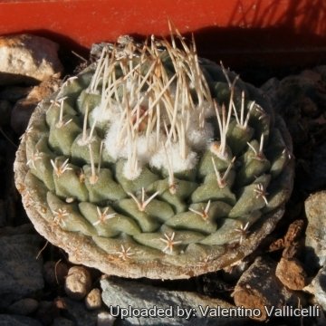 6034 valentino Valentino Vallicelli