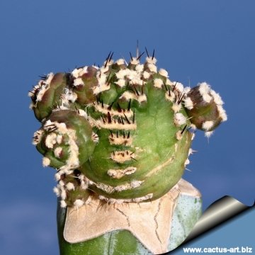 12478 cactus-art Cactus Art