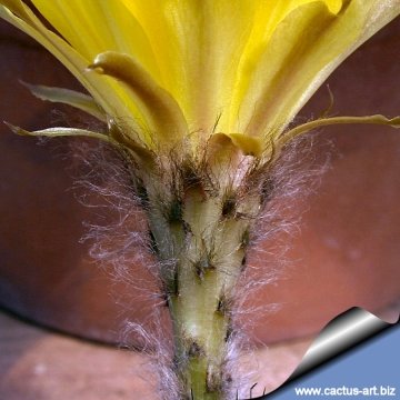 12500 cactus-art Cactus Art