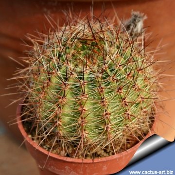 12501 cactus-art Cactus Art